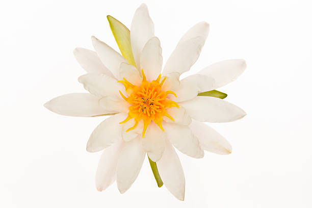 water lily isolated water lily white lotus stock pictures, royalty-free photos & images