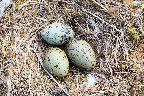 istock Nest of the Common Gull (Larus canus) 520510825