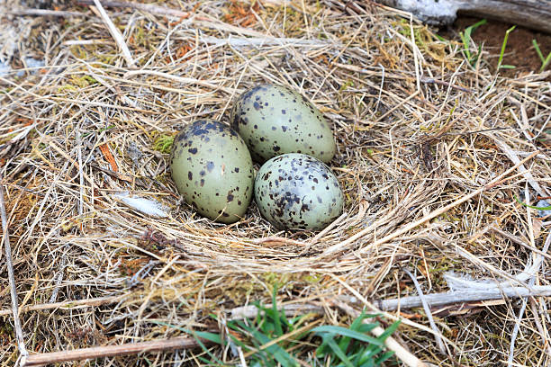 istock Nest of the Common Gull (Larus canus) 520510839