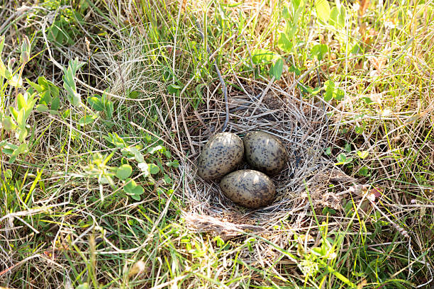 istock Nest of the Common Gull (Larus canus) 520510863