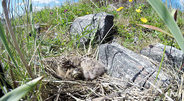 istock Nest of the Common Gull (Larus canus) 520510865