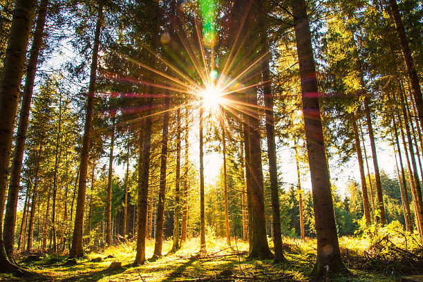 Pine forest with the last of the sun shining