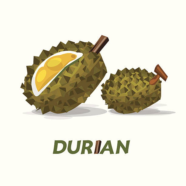 durian (rościan)-ilustracja wektorowa - ian stock illustrations