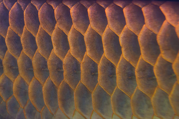 Arowana scale Fish Scale Pattern gold arowana stock pictures, royalty-free photos & images