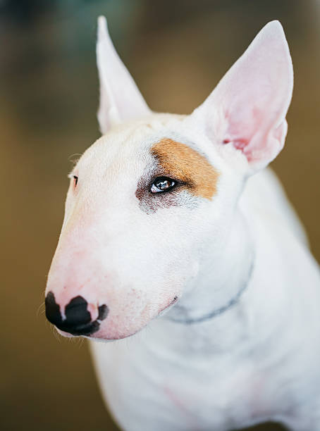 istock Close Up Pet White Bullterrier Dog 520536337