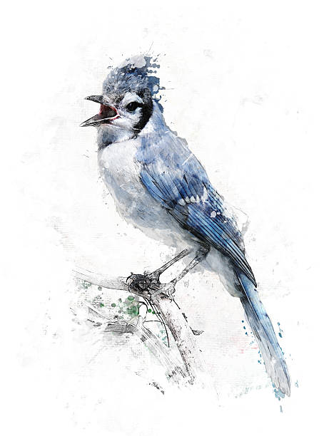 istock Watercolor Image Of Blue Jay 520536835