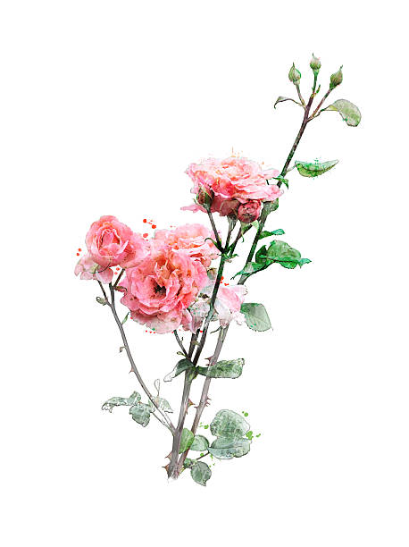 istock Watercolor Image Of Roses 520536841