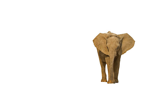 istock Baby elephant; Loxodonta Africana 520537261