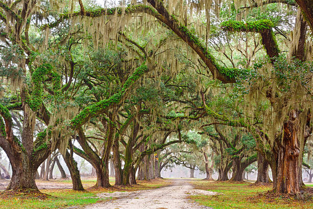 istock Road leading through live oak tree tunnel 520537679
