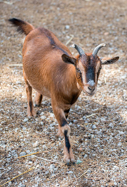 istock Brown goat walking in national park. 520538249