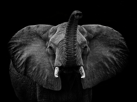 happy elephant  in sanctuary in Thailand eating fruits