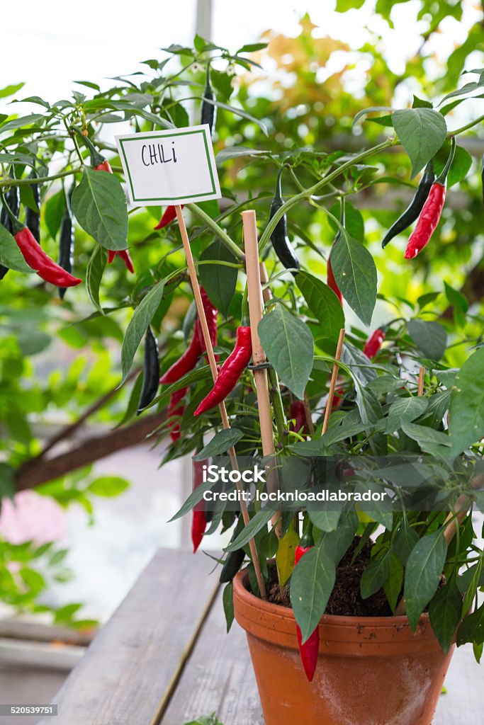 Red Chili Plant Red chili plant in terracotta pot. Chili Pepper Stock Photo