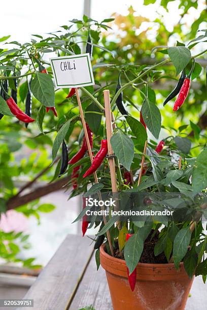 Red Chili Plant Stock Photo - Download Image Now - Chili Pepper, Flower Pot, Plant