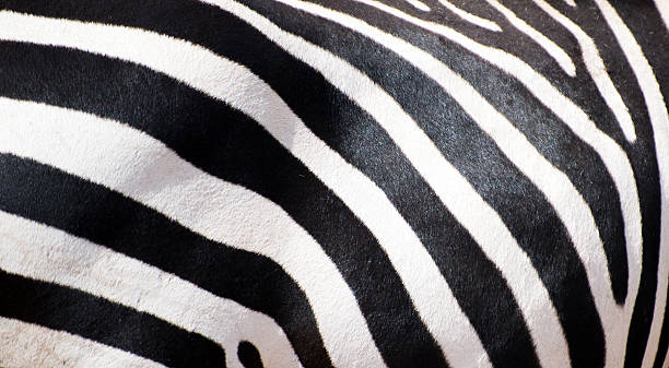 istock Mountain zebra's body part. Equus zebra. 520539801
