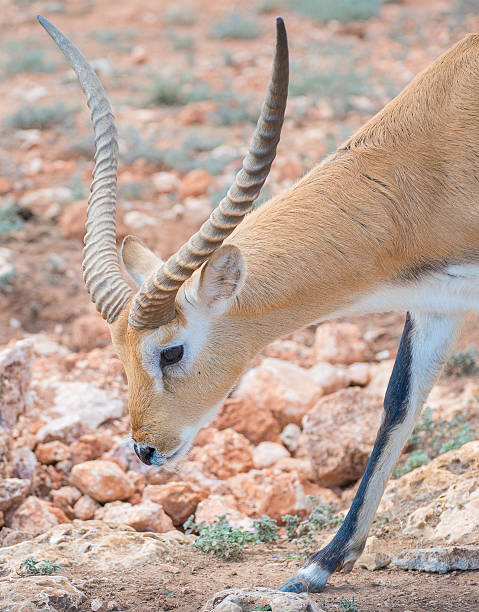 istock Addax walking in national park. 520539837