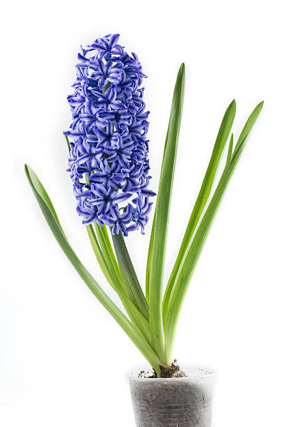 istock violet hyacinth blooming flowers in pot isolated on white background 520541208