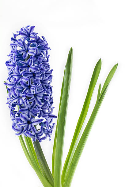 istock violet hyacinth blooming flowers in pot isolated on white background 520541296