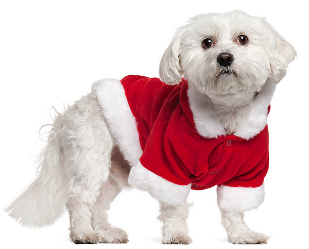 istock Maltese wearing Santa outfit, 5 years old, standing 520541638