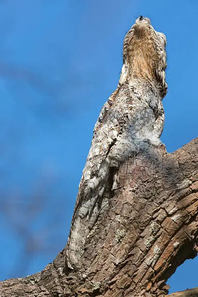 A Great potoo (Nyctibius grandis) close up of upper body and head against a clear blue sky, Pantanal, Brazil