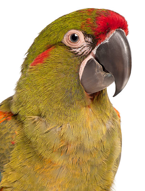 istock Close-up of Red-fronted Macaw, Ara rubrogenys, 6 months old, 520541732