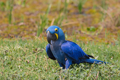 A wild Hyacinth Macaw (Anodorhynchus hyacinthinus) on the ground against a blurred natural background, Pantanal, Brazil