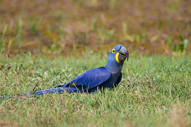 istock Wild Hyacinth Macaw on the ground 520541960