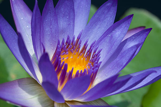 istock Colorful purple water lily 520542201