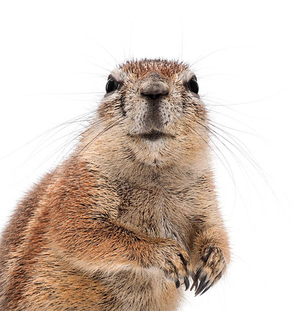 istock Cape Ground Squirrel, Xerus inauris, against white background 520542320