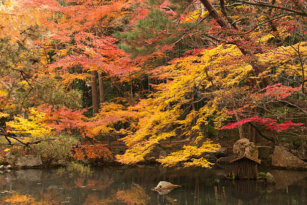 istock Autumn Japanese garden 520542899