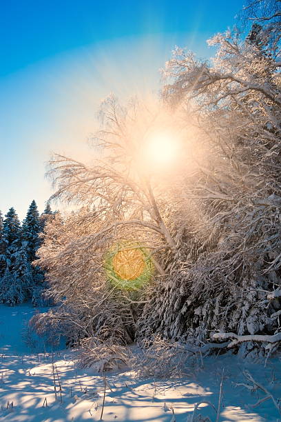 istock winter  sunset  Christmas  landscape 520542949