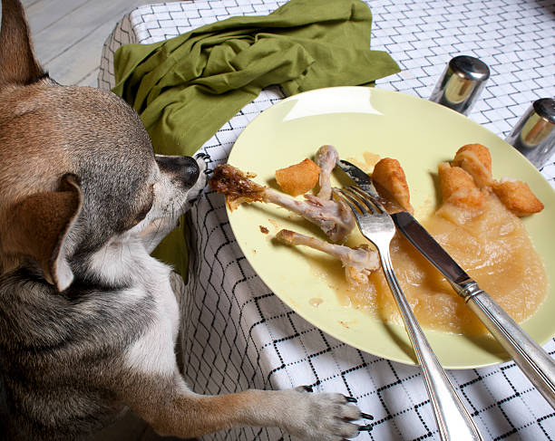 istock Chihuahua look at meal on dinner table 520543808