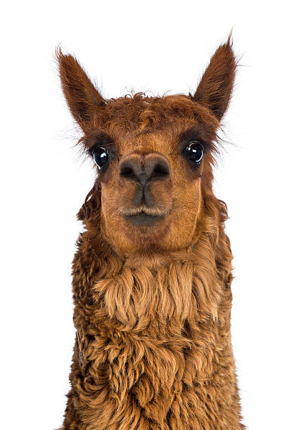 istock Front view Close-up of Alpaca against white background 520543956