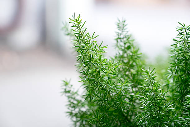 istock Foxtail Fern leaf .Close up, selected focus. Shallow DOF. 520544702