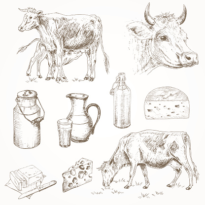 Dairy cattle farm sketch set. Cow eating grass, cute calf drinks milk, cow's head, milk products. Milk cans, bottle, cheese, butter. Dairy cattle farm vector illustration. Drawing dairy farm 