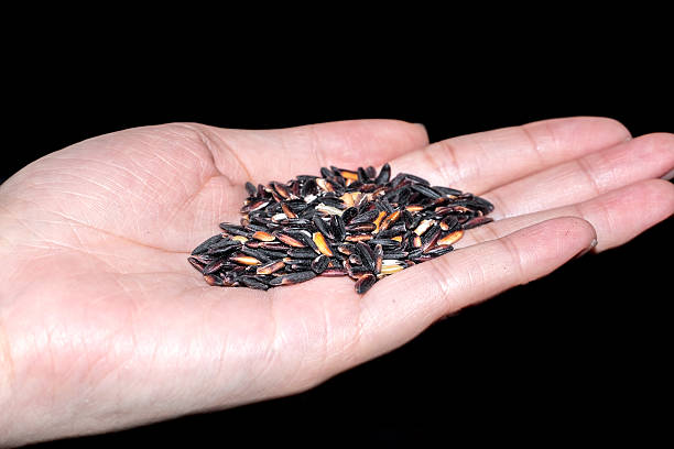 raw rice berry in hands holding isolated on black background