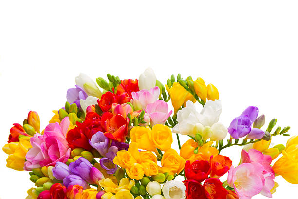 istock Fresh freesia flowers 520545528