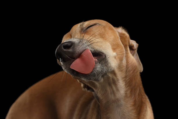 Closeup Cute Italian Greyhound Dog Licked with pleasure isolated Black Closeup Cute Italian Greyhound Dog Licked with pleasure isolated on Black background licking nose stock pictures, royalty-free photos & images