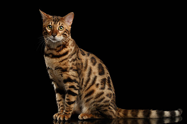 istock Bengal Cat Sitting on Black Isolated Background, Looking in Camera 520546150