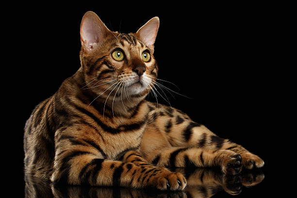 istock Bengal Male Cat Lying on Black Isolated Background, Looking up 520546240