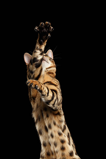 istock Closeup Playful Bengal Cat Raising up Paws, Black Isolated Background 520546342