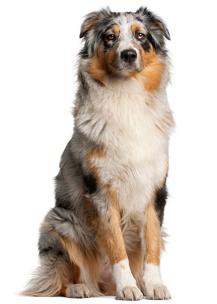 istock Australian Shepherd dog, 1 year old, sitting 520546434