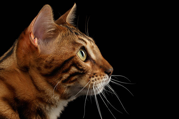 istock Closeup Portrait Bengal Cat on Black Isolated Background in Profile 520546474