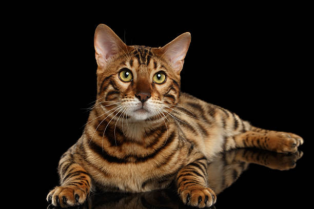 istock Bengal Male Cat Lying on Black Isolated Background, Looking up 520546592