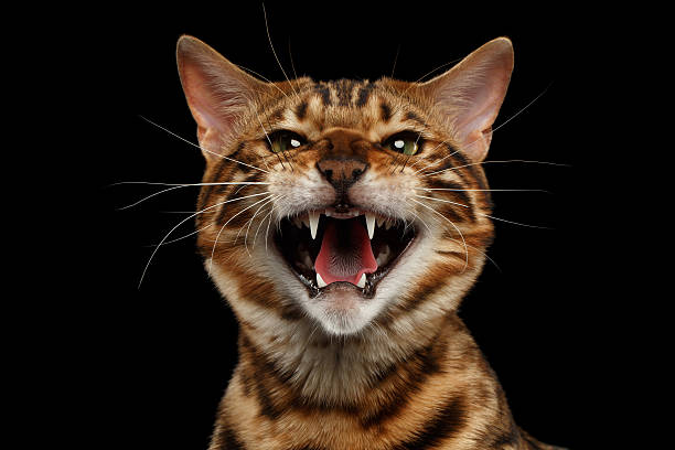 Closeup Portrait of Hissing Bengal Cat on Black Isolated Background Closeup Portrait of Hissing Bengal Male Cat on Black Isolated Background Looking in Camera, Front view hissing photos stock pictures, royalty-free photos & images
