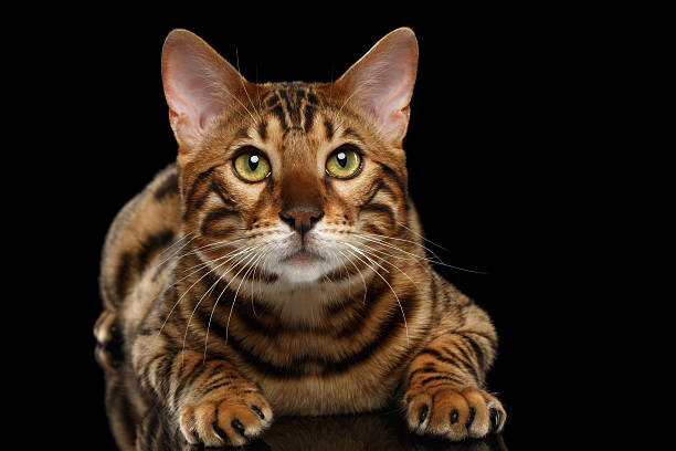 istock Bengal Male Cat Lying on Black Isolated Background, Looking up 520546696