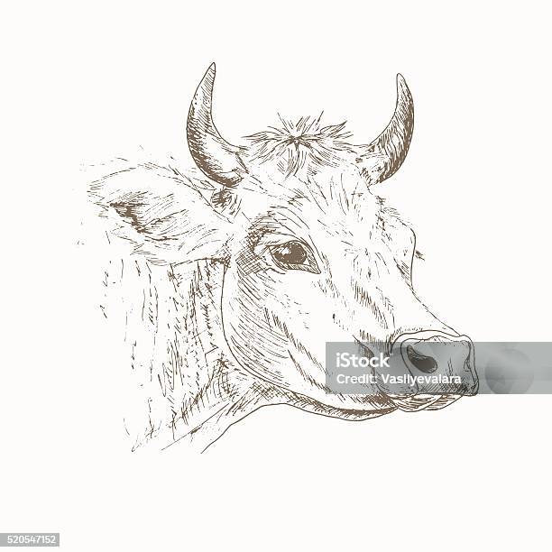 Sapi Seketsa Sketsa Kepala Sapi Ilustrasi Stok - Unduh Gambar Sekarang - Sapi, Sapi ...