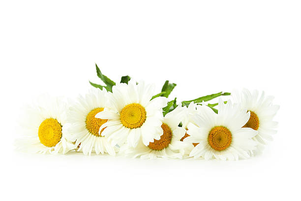 istock Bouquet of chamomile flowers isolated on a white 520547492