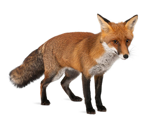 istock Red fox, Vulpes vulpes, 4 years old, standing 520547608