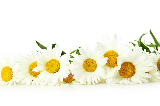 istock Bouquet of chamomile flowers on a white background 520547734
