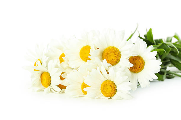 istock Bouquet of chamomile flowers on a white background 520547800
